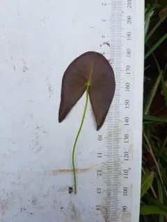 Dwarf Water-lily thumbnail 3