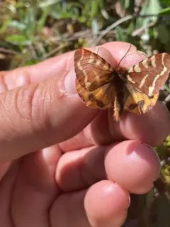 Lapland Tiger Moth thumbnail 3