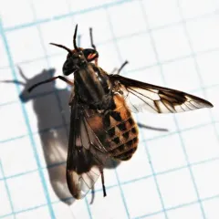 Colorado Deer Fly thumbnail 4