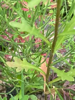Wild Candytuft thumbnail 3