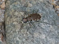 Appalachian Tiger Beetle thumbnail 2
