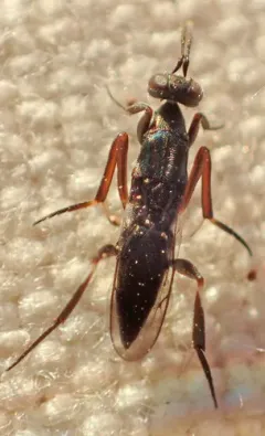 Metapelma spectabilis thumbnail 2