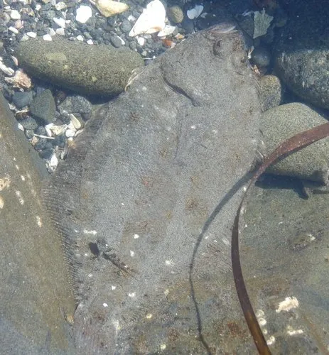 Speckled Sanddab