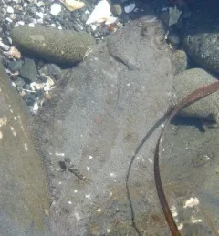 Speckled Sanddab thumbnail 1