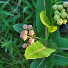 prairie milkweed thumbnail 3