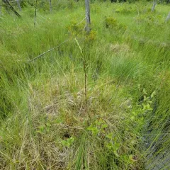 bog goldenrod thumbnail 2