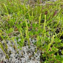 arctic stag's-horn clubmoss thumbnail 3