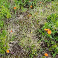 Canadian Ricegrass thumbnail 4
