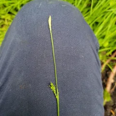 sheathed sedge thumbnail 3