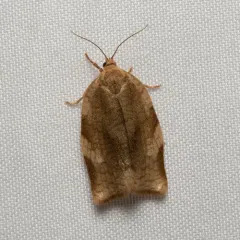 Broken-banded Leafroller Moth thumbnail 3