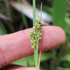 Elk Sedge thumbnail 3