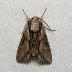 Common Hyppa Moth thumbnail 4