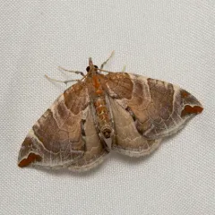 Dimorphic Eulithis Moth thumbnail 3