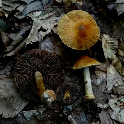 wrinkled cortinarius
