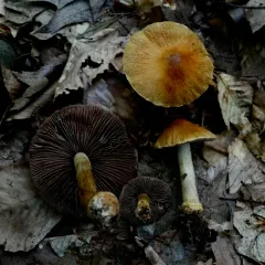 wrinkled cortinarius thumbnail 1