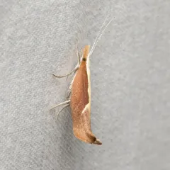 Honeysuckle Moth thumbnail 3