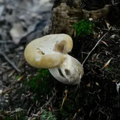 Velvet-footed Tap thumbnail 3