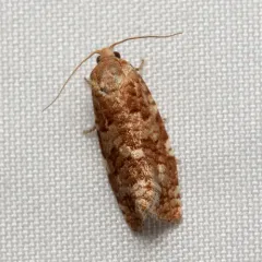 Jack Pine Budworm Moth thumbnail 3