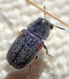 Coleothorpa axillaris thumbnail 2