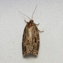 Spruce Budworm Moth thumbnail 3