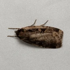 Sigmoid Dart thumbnail 4