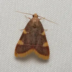 Clover Hayworm Moth thumbnail 3