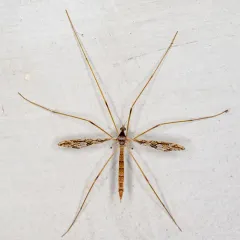 Spectacled Crane Fly thumbnail 3