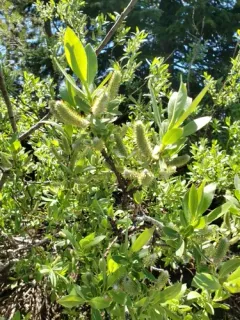 Sierra willow thumbnail 3
