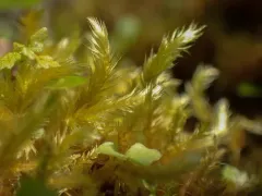Brachythecium asperrimum thumbnail 2