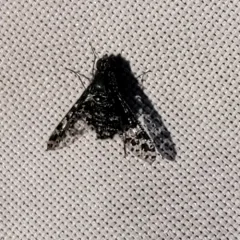 Spotted Bee Fly thumbnail 2