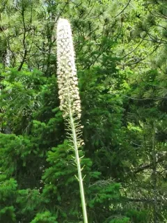 Eremurus robustus thumbnail 1