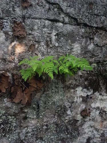 Nahanni oak fern