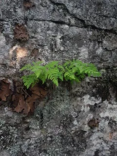 Nahanni oak fern thumbnail 1
