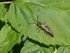 Cratichneumon w-album thumbnail 2