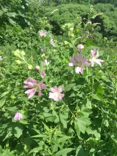 Eastern Tree-mallow thumbnail 3
