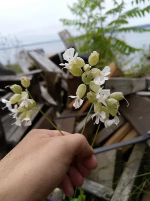 bladder campion thumbnail 2
