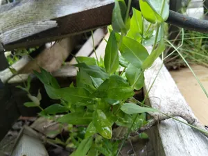 bladder campion