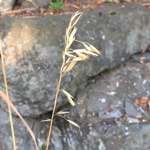 tall oat grass
