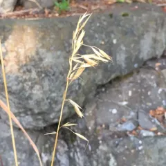 tall oat grass thumbnail 1