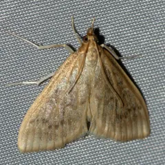 Framinghamia helvalis thumbnail 4