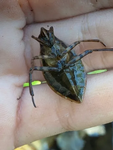 Belostoma lutarium