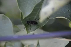 Elm Bark Borer thumbnail 3