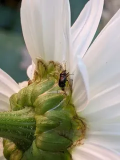 Deraeocoris brevis thumbnail 2
