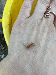 Flat Oak Borer thumbnail 2