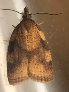 Cenopis eulongicosta thumbnail 1