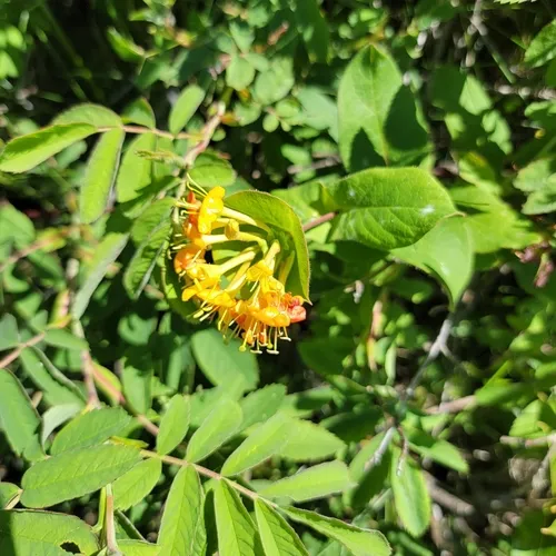hairy honeysuckle