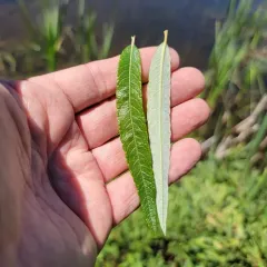 Satiny willow thumbnail 3