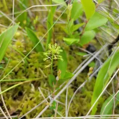 green adder's-mouth thumbnail 1