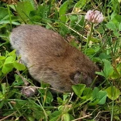 Woodland Vole thumbnail 2