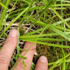 Wiegand's sedge thumbnail 4